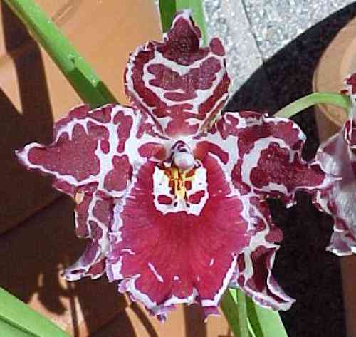 Odontoglossum Margarete Holm